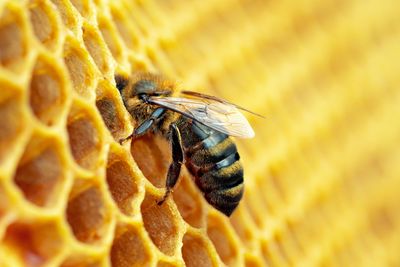 Bees, wasps and hexagonal architecture