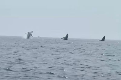 'Whale ballet': Video shows 3 humpbacks jump in unison, a birthday surprise for man and daughters