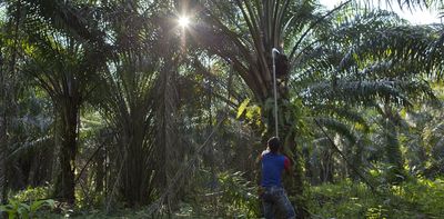 Palm oil: The myth of corporate plantation efficiency is failing Indonesians and furthering inequality