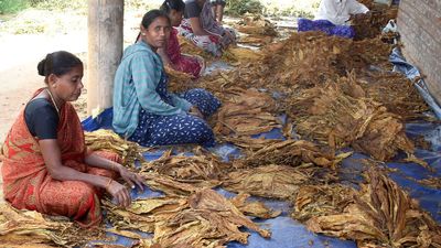 Tobacco is bad for health, but cultivators won’t shun the crop
