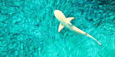 You've heard the annoyingly catchy song – but did you know these incredible facts about baby sharks?