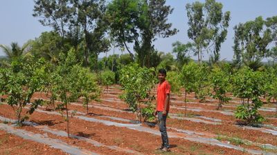 An experiment to switch from tobacco to sandalwood farming