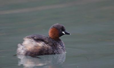 Country diary: Little grebes swim around me like bath toy ducks
