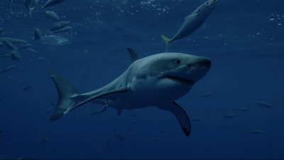 Are Great Whites Or Makos The Most Powerful Sharks In Ocean? Shark Week's Dr. Austin Gallagher Explains His Stance After 'Monster Mako' Special