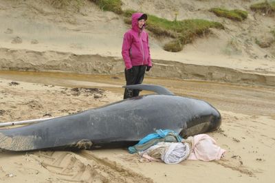 ‘I don’t want to hear the gunshots’: how the Isle of Lewis battled to save 55 stranded whales