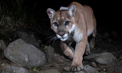 Open Throat by Henry Hoke review – inside the mind of a queer mountain lion