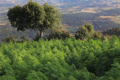 ‘Outlaws’: Morocco’s Rif provides refuge for cannabis farmers