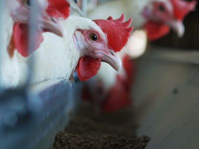 Avian flu: What are the symptoms and how common is the virus among humans?