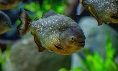 ‘Misunderstood’ red-bellied piranhas go on display at Chester zoo