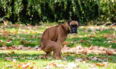 Dirty dog owners: why 28% let their pet poo – then flee the scene