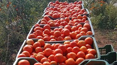 Andhra Pradesh: Wholesale price of first-grade tomato jumps to ₹200 a kg in Madanapalle