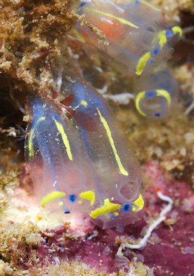 One Of World’s Oldest Sea Creatures found In The U.S.