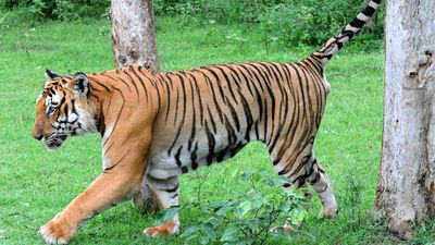 Karnataka has the potential to harbour over 1,300 tigers, says Ullas Karanth