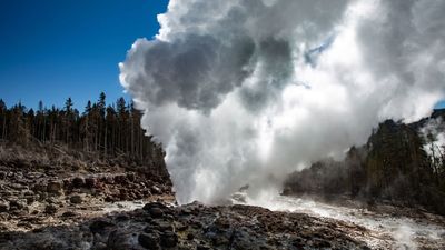 Yellowstone's geysers at risk of extinction from climate change, tree skeletons reveal