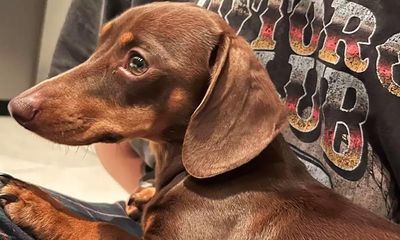 Twiglet the burgled dachshund back with owner after successful dog-hunt
