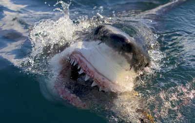 ‘Shark Week‘ Swims Out to Highest-Rated Start in 3 Years