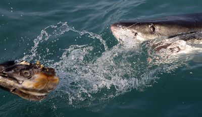 A study estimates 800 great white sharks are swimming off the Cape Cod coast