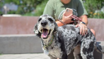 Chicagoans get creative to keep pets cool