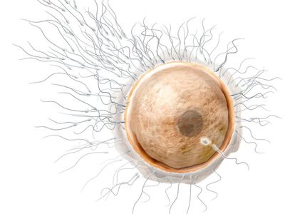 The Facts Of Science Prove That Each Human Life Begins At Fertilization