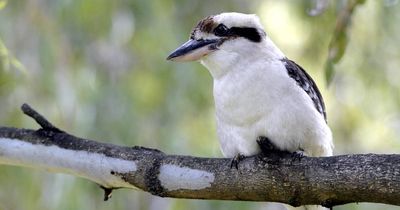 'They stole my chips': why native animals are culled in the Hunter