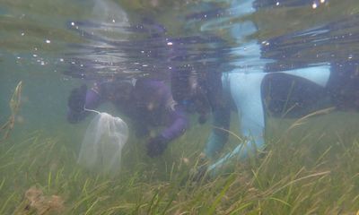 Country diary: Scanning for the brightest seagrass