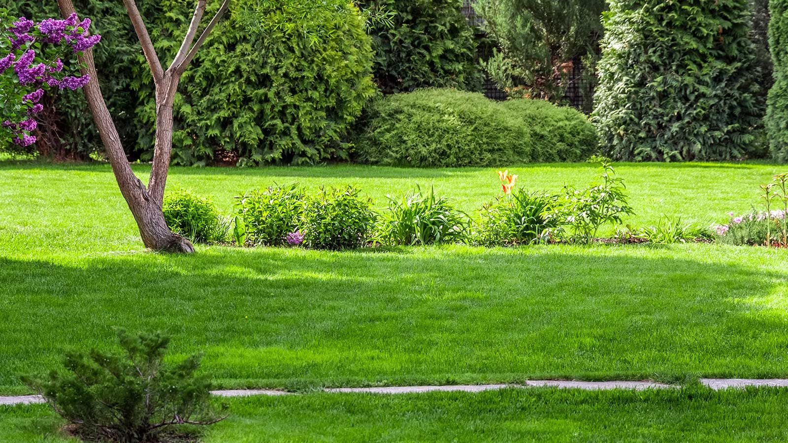 Why is my lawn yellow and how can I fix it? 9 causes