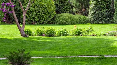 Why is my lawn yellow and how can I fix it? 9 causes – and expert solutions