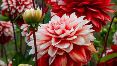 How to keep dahlias blooming – experts reveal the 5 secrets for plentiful flowers