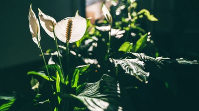 The best indoor flowering plants that need little or no sunlight - how darker corners can flourish