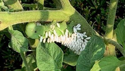 Chicago outdoors: What in God’s green earth hornworm and the beauty of indigo buntings