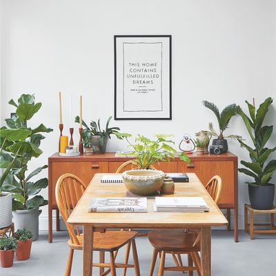 How to keep flies off houseplants — 7 simple solutions for a pest-free home