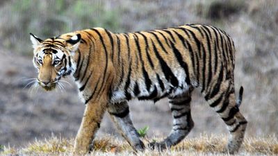 NTCA’s tiger count: Karnataka stands second with 563, after Madhya Pradesh