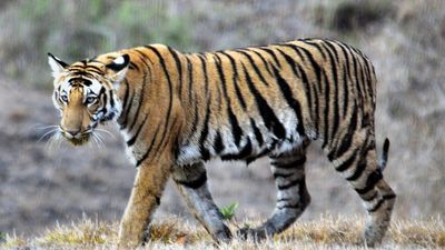 International Tiger Day celebrated at Bandipur and Biligiri Ranganthaswamy Temple Tiger Reserves