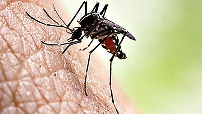 Threat of dengue fever escalates globally