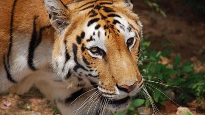 Survey finds 306 tigers in T.N. in 2022, a jump from 264 in 2018