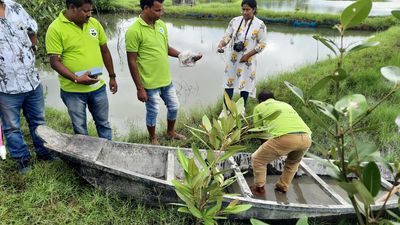 West Bengal’s Chaital turns a new leaf with mangrove plantation for sustainable aquaculture
