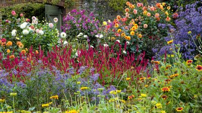 'Chaos gardening' is 2023's laziest, prettiest planting trend – that pollinators and time-poor gardeners love