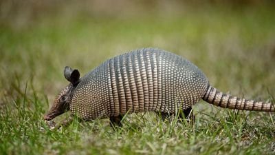 How to keep armadillos out of your yard – repel these diggers with advice from the pros