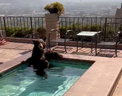 In summer heat, bear spotted in Southern California backyard Jacuzzi