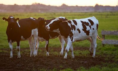 Most milk alternatives lack nutritional benefits of cow's milk: Study
