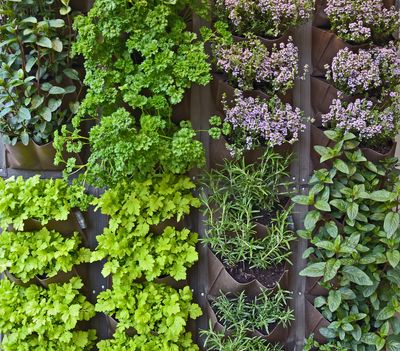 5 secrets to actually growing those grocery store herbs that always seem to die