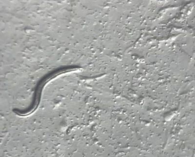 A worm that survived 46,000 years in permafrost wows scientists