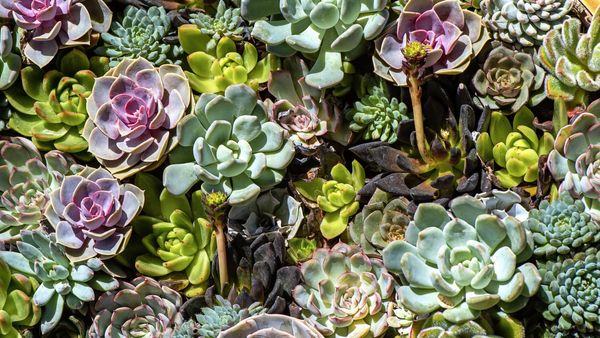 Why is my succulent turning yellow? Discover the 'usual suspects' often responsible for making plants discolor