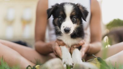 Are you making this mistake with your puppy? Expert dog trainer reveals what not to do