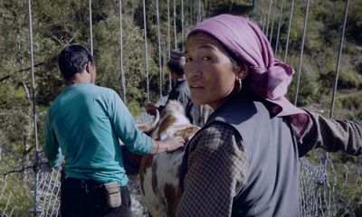 Baato review – head to head with progress and cattle in Nepal