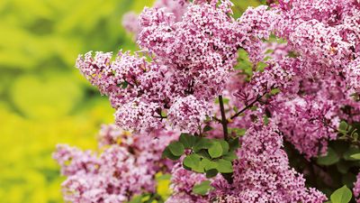 How to grow lilac – for the best blooms