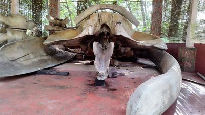 15-year-old skeleton of whale found in private farm in Kasaragod