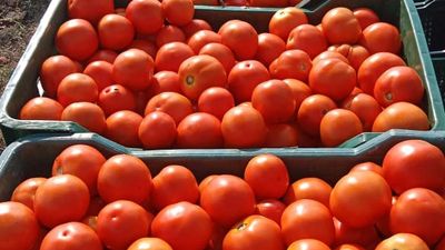 Tomato-laden lorry from Kolar goes missing on route to Jaipur