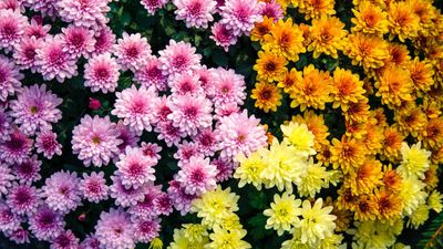 How to keep chrysanthemums blooming? Our experts' 6 vital steps to keep yours in full flower