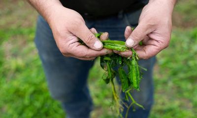 Peas corp: how a UK co-op gets peas from field to freezer in 150 minutes